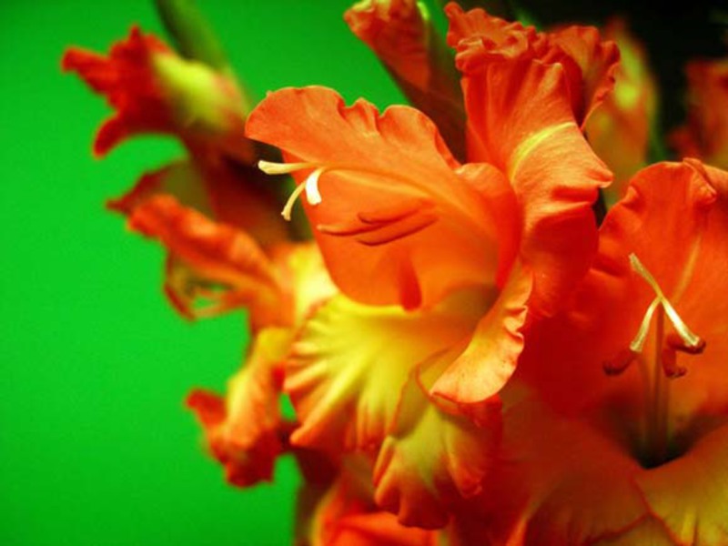 Gladioli zararlıları