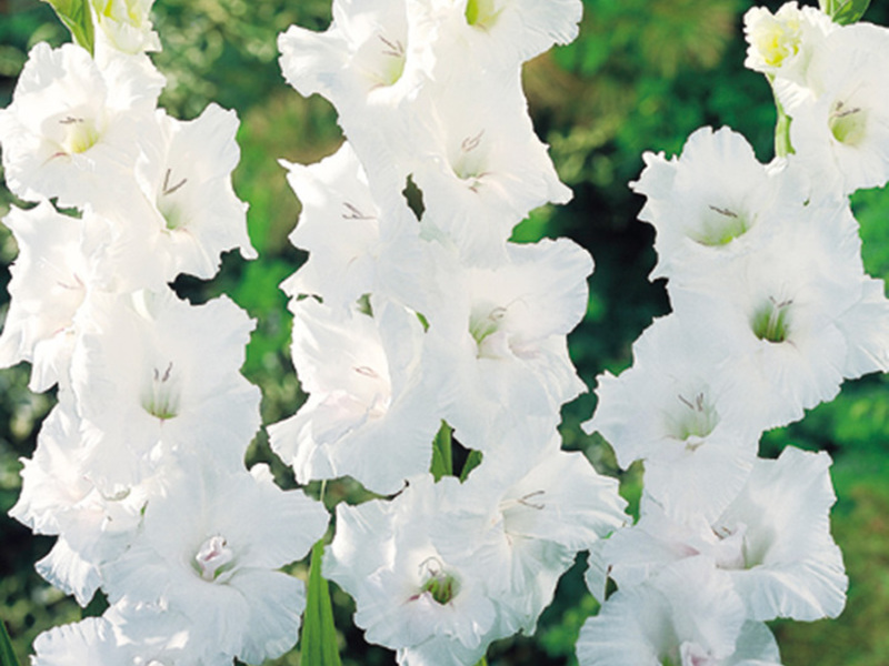 Tempoh berbunga gladioli