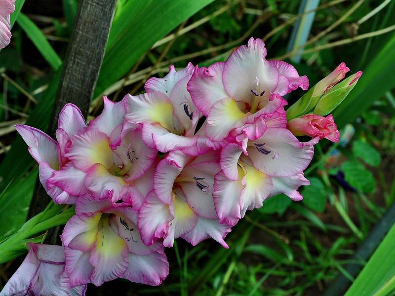 Gladioli înfloriți