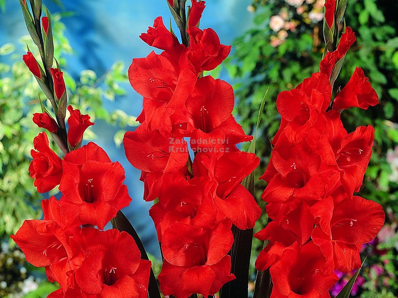 Gladioli in crescita