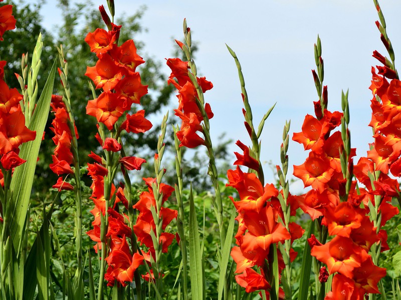 Classification of gladioli