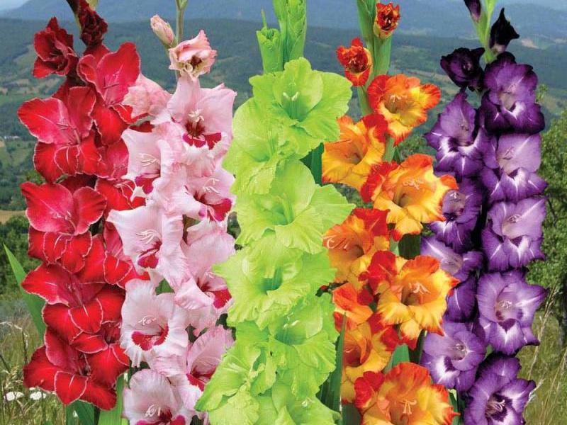 Các loại và các loại gladioli