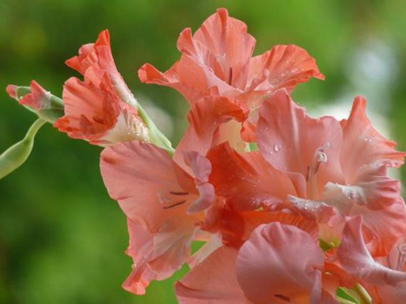 Blommande gladioli