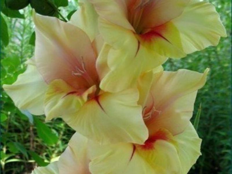 Kaunis gladiolus kukka