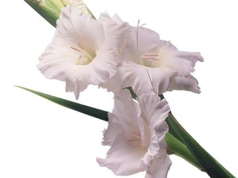 Klassificering av gladioli