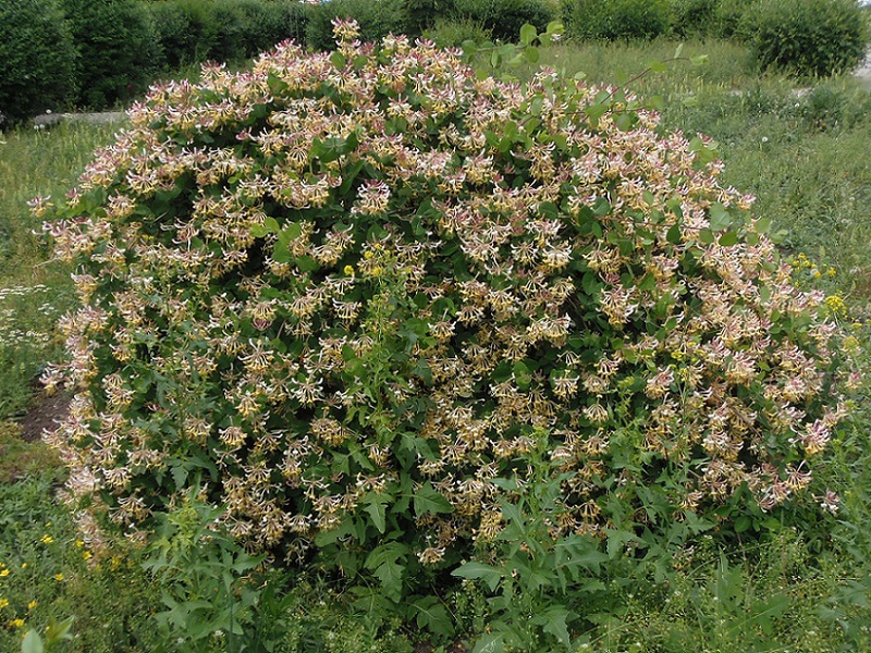 Pielęgnacja krzewów wiciokrzewu