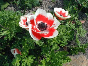 Mètodes de plantació d'anemones