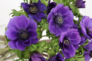 Plantemetoder for anemoner