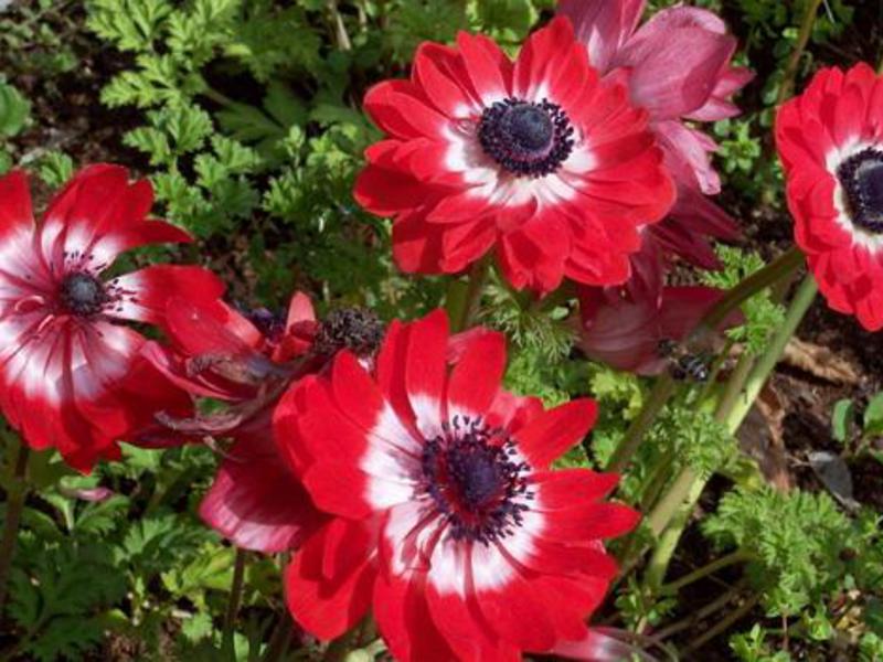 Anemone: Pflanzen und Pflegen der Pflanze