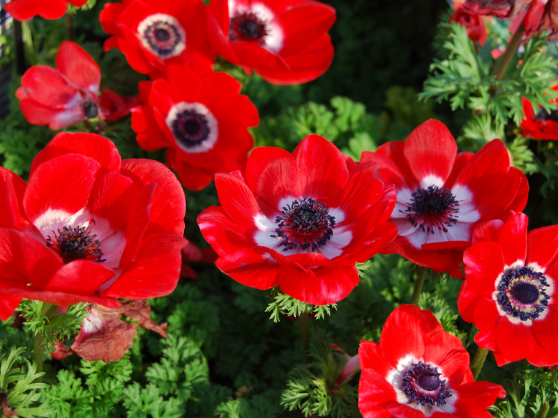 Període florit de les anemones