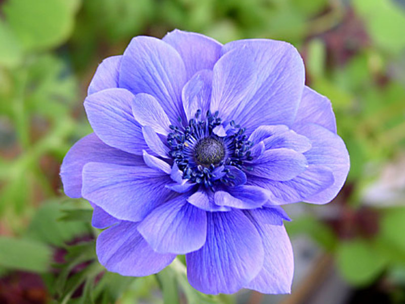 Hvordan blomstrer anemoner