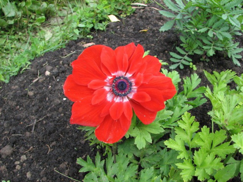 Fioritura di fiori di anemoni