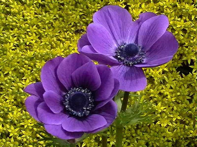 Anemone ültetése