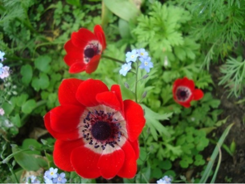 Mètodes de plantació d'anemones