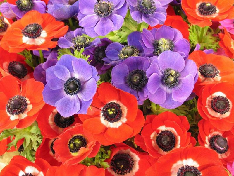 Anemone: planting og stell av planten