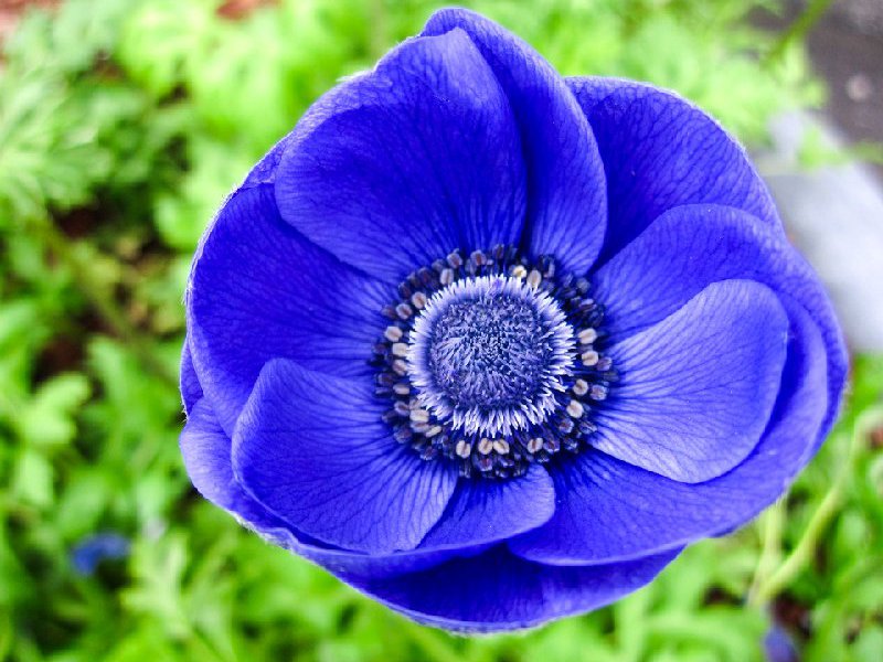 Kroneanemone