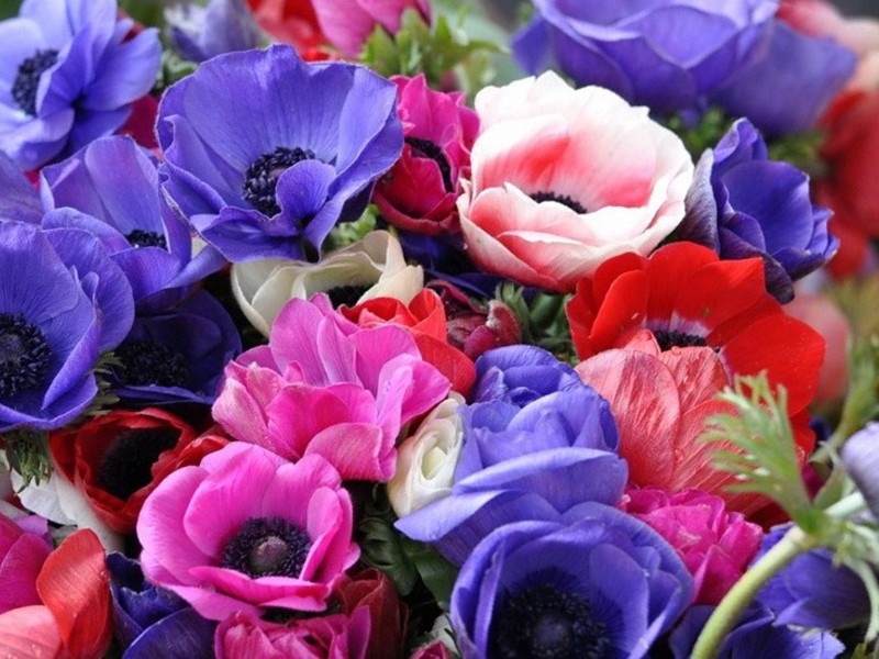 Semi di anemone