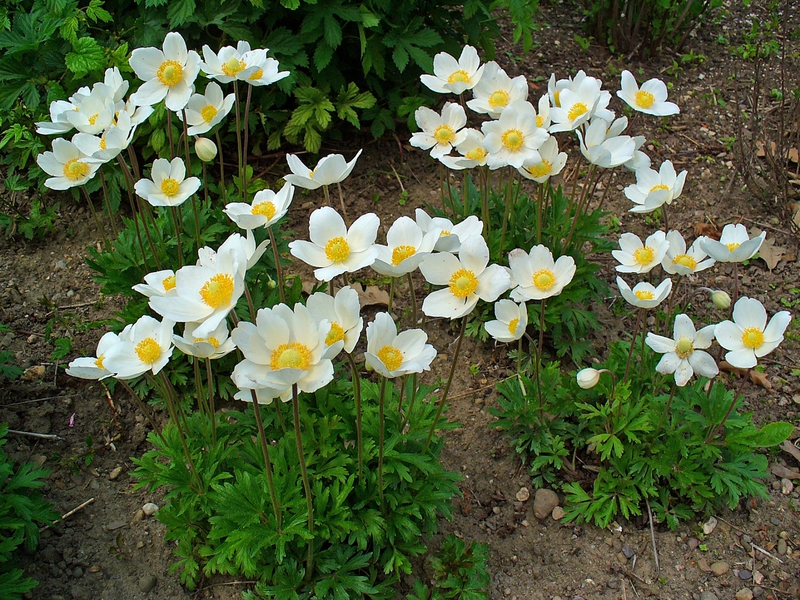 Najpiękniejsze odmiany Anemonów