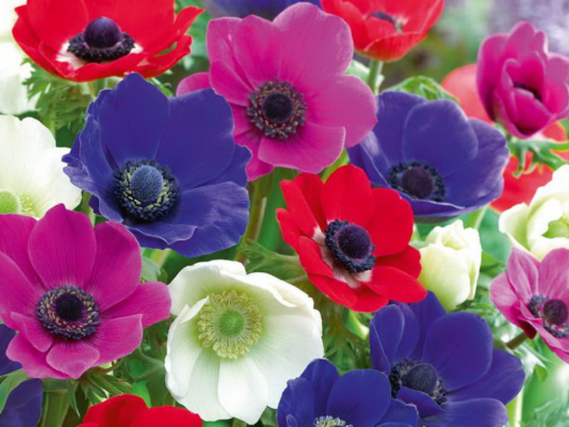 Anemone in fiore