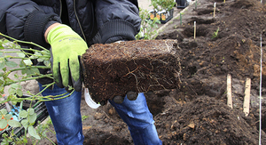 Hvordan plante rosenplanter riktig