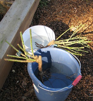 Het is belangrijk om de wortels van de roos te weken voor het planten.