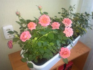 Como transplantar uma rosa de quarto corretamente