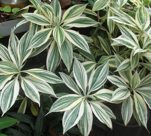 Plantas de hoja caduca decorativas