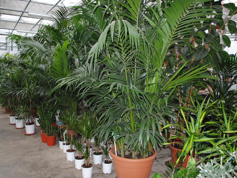 Selection of decorative foliage plants