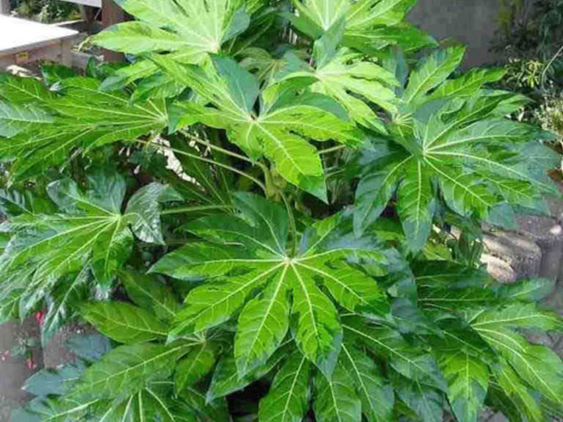 Planta de interior de hoja caduca