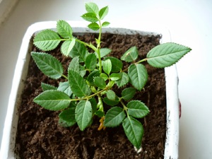 Une rose de chambre peut être transplantée à tout moment de l'année.