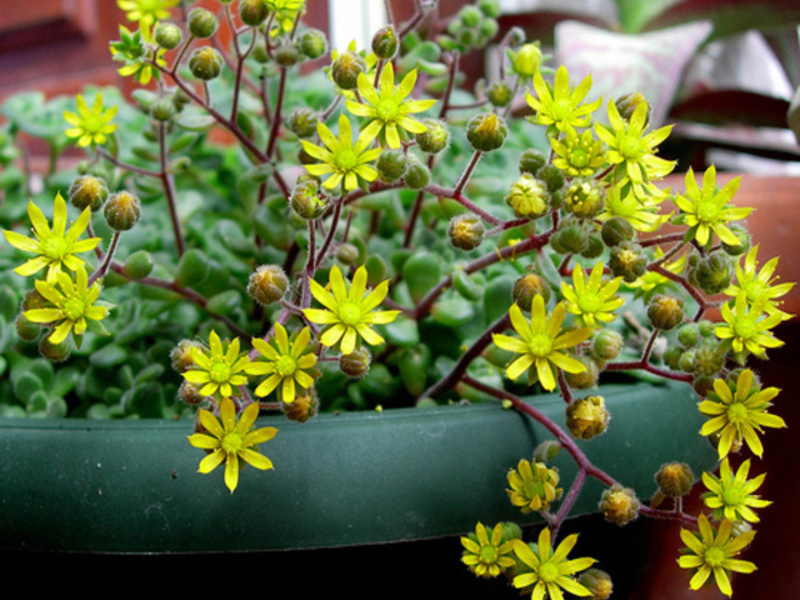 Aichrizon flower formation