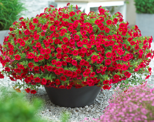 Calibrachoa tumbuh dengan baik di kebun.