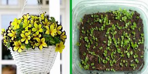 Comment faire pousser calibrachoa