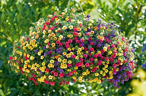 Calibrachoa in einem Gartentopf - schöne Blumenbeete.