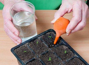 Germinando sementes de calibrachoa em casa.