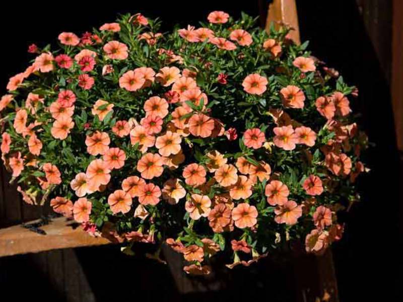 Calibrachoa có thể trồng trong chậu tại nhà