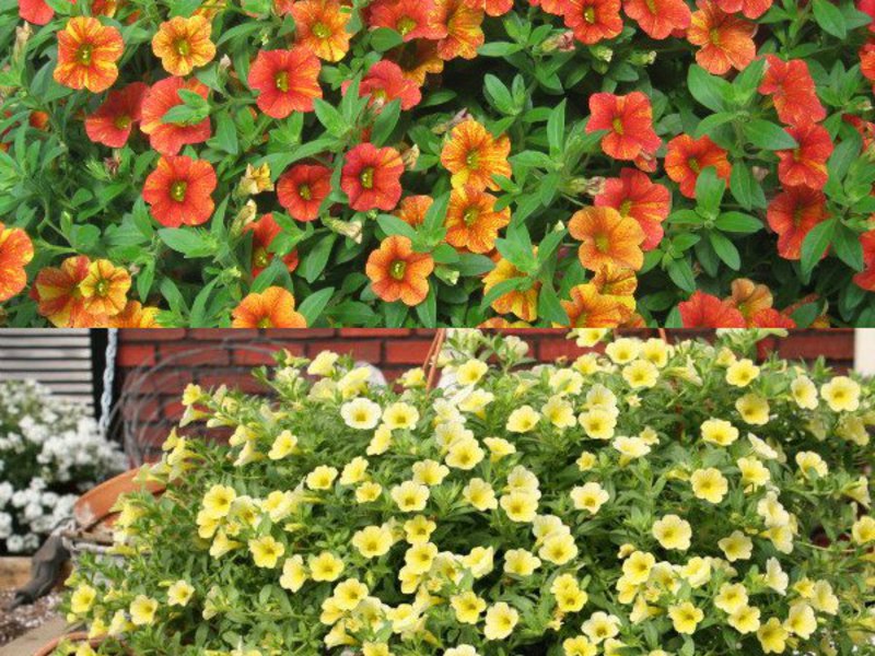 La floraison de Calibrachoa est très belle.