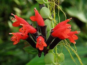 متنوعة زهرة Aeschinanthus