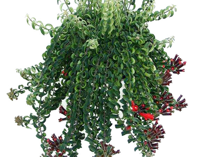 تزايد Aeschinanthus