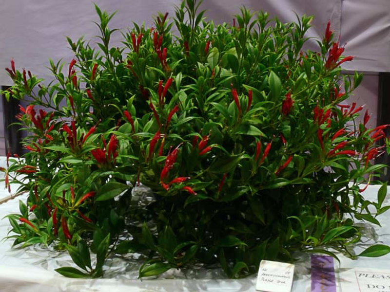 أنواع Aeschinanthus