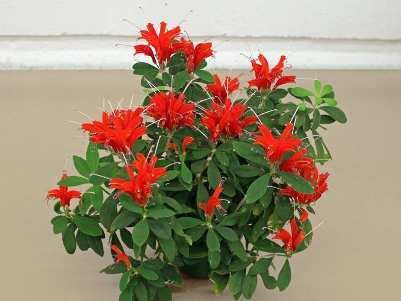 Aeschinanthus تويستر