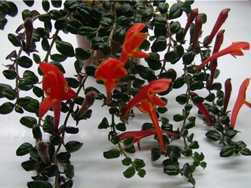 Eschinanthus a bela