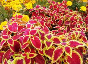 Coleus a foglia rossa - una delle varietà di piante da fiore