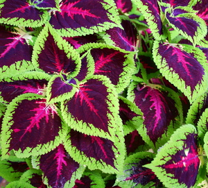 Il coleus è un bellissimo fiore che può crescere in vaso.