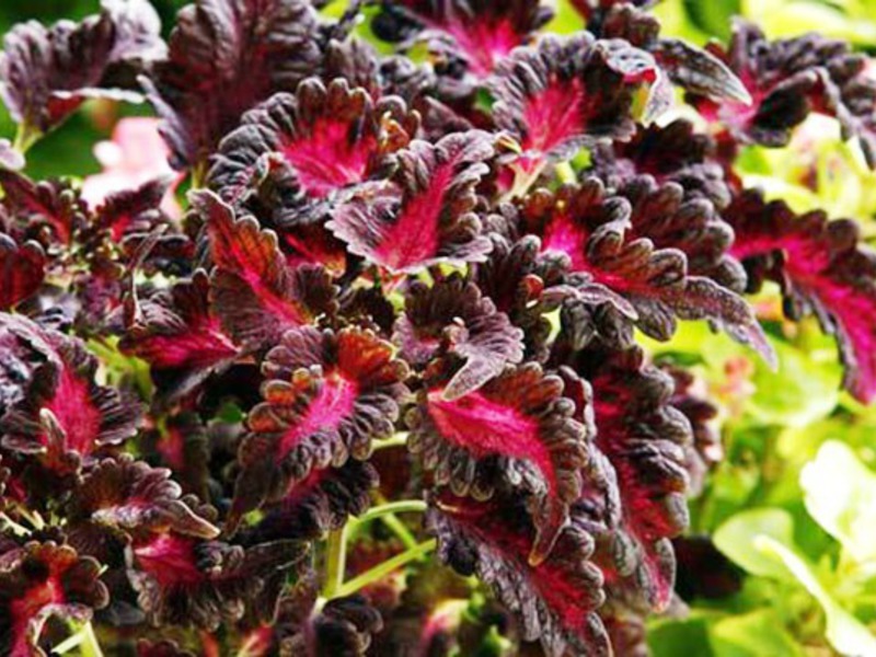 Crimson Ruffles zijn een variëteit van Coleus.