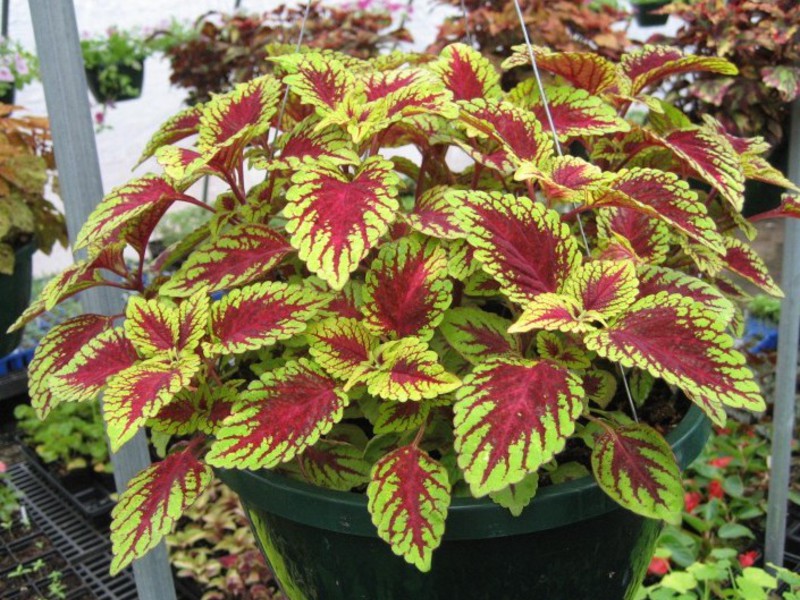 Coleus Bluma, hibrit çeşitlerden biridir.