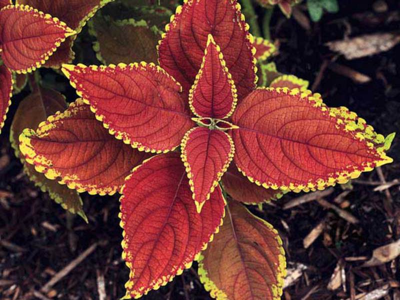 Il Coleus Renelta è un'altra varietà di questa bellissima pianta.