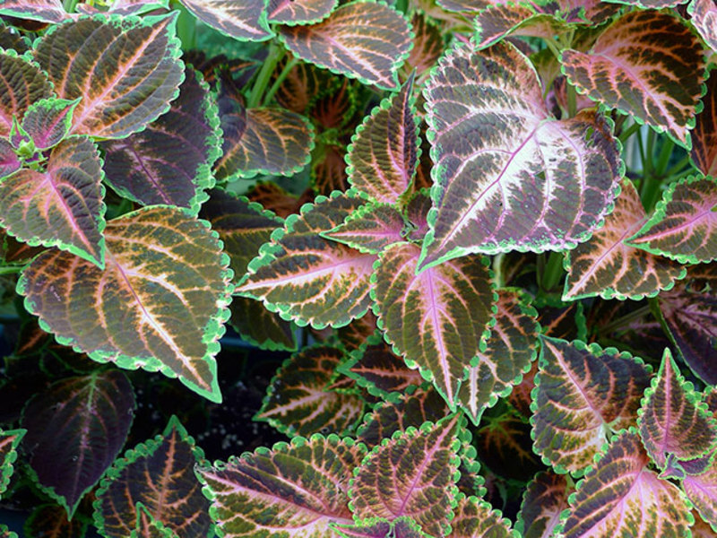 Le buisson de Coleus a l'air très brillant.