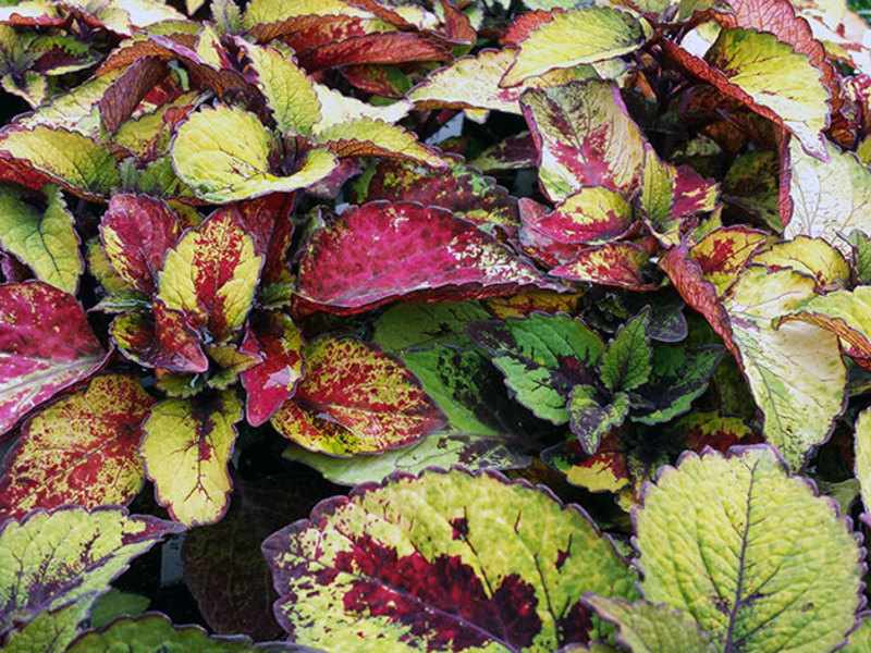 Coleus kan groeien in een pot of in een bloembed.