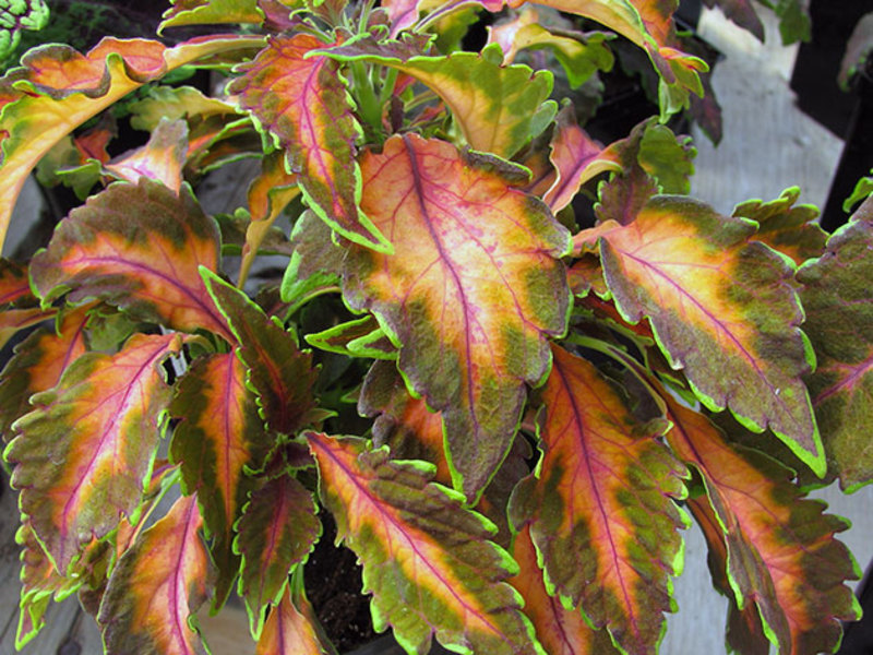 Coleus-kukka on erittäin kaunis